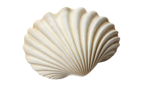 seashell on white background