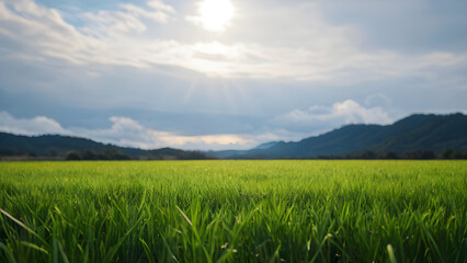 Fototapeta premium Green grass field shining under the sun with mountains and cloudy sky in the background
