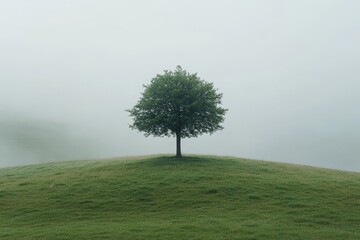 Fototapeta premium Green hill features solitary tree surrounded by dense fog during early morning
