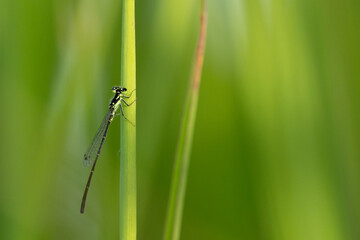 A beautiful green damselfly in Myakka River State Park, Florida