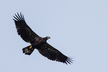 Obraz premium A juvenile bald eagle (Haliaeetus leucocephalus) in southwest Florida