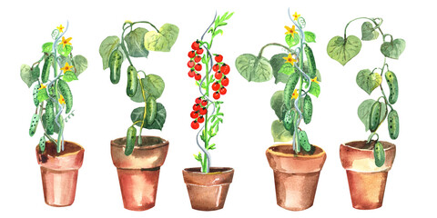 Tomato, cucumber seedlings in reusable peat pots clipart, rare varieties of tomatoes seeds. Garden shovel, seeds, soil. Stock illustration. Hand painted in watercolor.