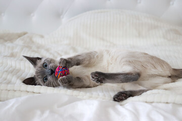 Siamese cat with blue eyes on a white bed with a toy.