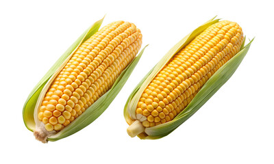 Corn cob isolated, Fresh corncobs collection, Collection set of corn cob isolated
