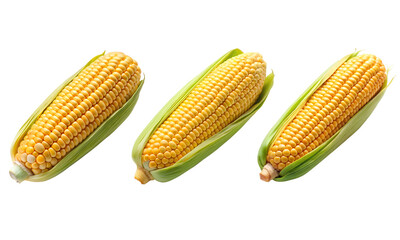 Corn cob isolated, Fresh corncobs collection, Collection set of corn cob isolated