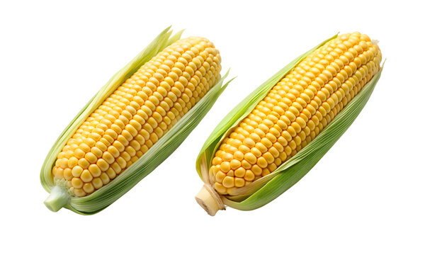 Corn cob isolated, Fresh corncobs collection, Collection set of corn cob isolated