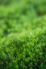 A close look at lush green blades of grass, glowing with morning light.A macro glimpse into growth, energy, and purity, embodying harmony, success, and mindful beauty.
