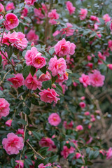 A lush pink camellia bush in full bloom, radiating luxury and abundance.A botanical vision of harmony and renewal, blending sophistication, vitality, and organic richness 
