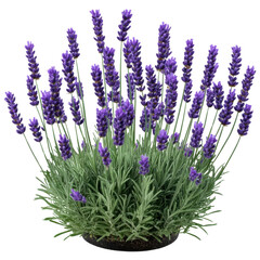 Lavandula hidcote isolated on transparent background