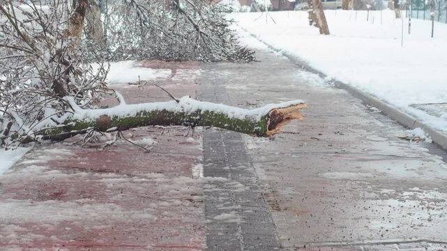 A tree fallen by a storm lies in the middle of the road. A broken branch lies under the snow on the sidewalk.
