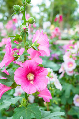 Blooming Pink hollyhock flower in the garden.