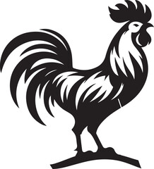 rooster isolated on white background