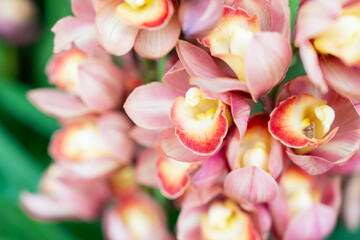 Pink Cymbidium orchid, commonly known as boat orchids.