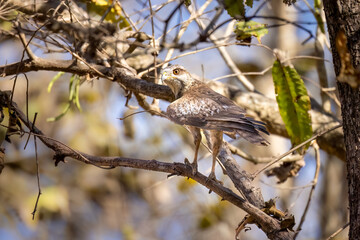 White-eyed buzzard