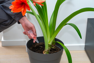a man takes care of a blossoming amaryllis at home to extend the flowering period. indoor flowers, care. red flower amaryllis in a pot