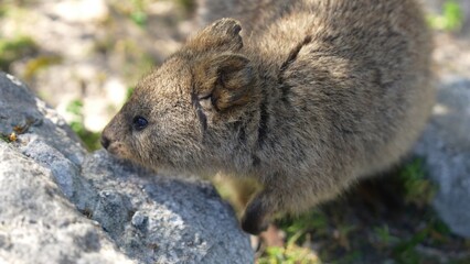 Cute quokka sitting on the ground at Rottnest Island, surrounded by nature