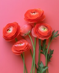 Captivating ranunculus blossoms in vibrant coral hues against a matching backdrop creating a serene floral composition with a soft focus