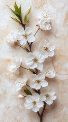 Delicate white cherry blossoms on a branch against a soft marble backdrop capturing spring's beauty in a serene and minimalist style