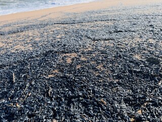 Numerous Blue Velella Jellyfish on the Shore.