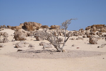 A solitary dry tree standing in the arid landscape of Duqm’s Rock Garden, its twisted branches contrasting against the rugged rock formations, Oman