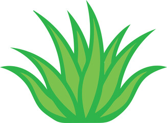 Vibrant Aloe Vera Plants in Pots