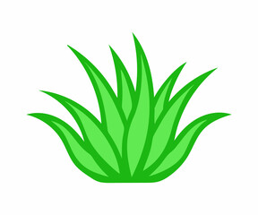 Vibrant Aloe Vera Plants in Pots