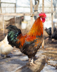 Bright red rooster in winter sunlight on a natural farm background