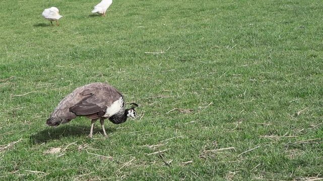 Paon marchant dans l'herbe, accompagn&eacute; d'un dindon sauvage, sc&egrave;ne de faune rurale.