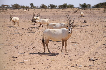 Desert landscape featuring a group of Arabian oryx roaming freely in the Arabian Oryx Sanctuary, Oman