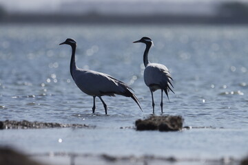 Demoiselle cranes at river. Grus virgo.