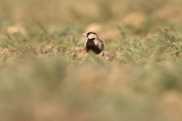 Ashy crowned sparrow lark standing on ground.