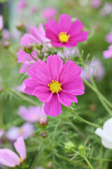 Fototapeta premium 春の花畑