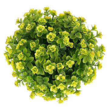 a round bush from genus Euphorbia plant, Floral Arrangement With Green Leaves And Yellow Flowers, Top-Down View, On Transparent or white Background.
