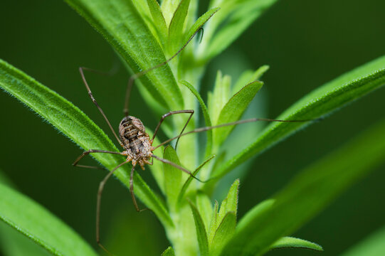 European Harvestman, Phalangium Opilio, on a leaf