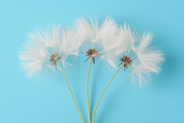 Fototapeta premium Dandelion seeds on blue background in minimalist composition