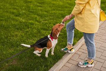 A person feeds their cheerful beagle while enjoying an outdoor walk near green grass.