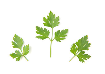 Fresh parsley leaves on white background