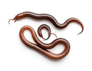 Fototapeta premium Three Earthworms Isolated on White Background