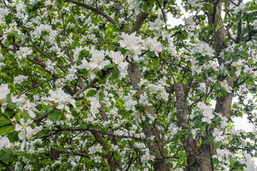 Blooming apple tree flowers background for publication, design, poster, calendar, post, screensaver, wallpaper, postcard, banner, cover, website. High quality photo