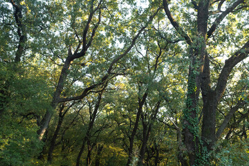 Majestic background from Oak Forest with Sunlit Green Canopy and Ivy-Covered Trunks for publication, poster, calendar, post, screensaver, wallpaper, postcard, cover, website. High quality photography