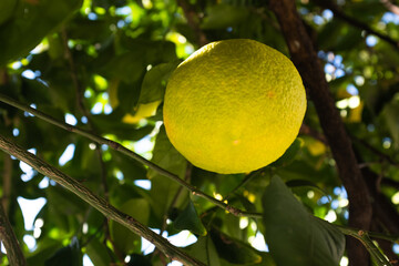 Large Ponderosa Lemon (Citrus limon medica) Hanging on Tree – Close-Up of a Bright Yellow Citrus...