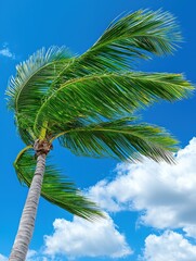 A Serene Palm Tree Sways Under a Bright Blue Sky with Fluffy White Clouds Creating an Idyllic Tropical Atmosphere