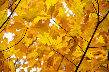 Bright autumn leaves in the natural environment.