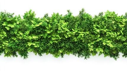 Fototapeta premium Vibrant Green Moss with Intricate Detail Collection