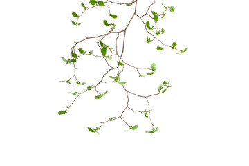 Twigs with spring small leaves  on white background