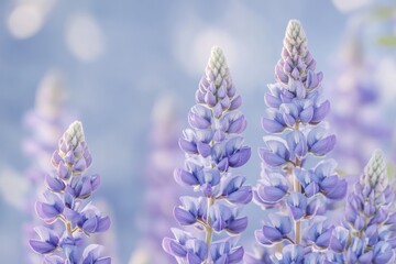 Obraz premium Captivating Lupine Flowers in Soft Focus Against a Serene Blue Background Floral Beauty Close Up