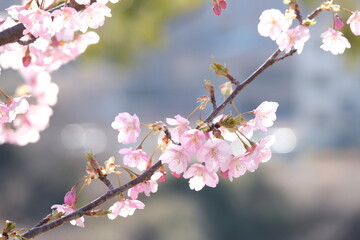 夕方の光を浴びた河津桜