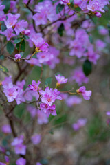 Glowing lavender-hued rhododendrons burst into bloom,A breathtaking rhododendron bush with vivid lilac-purple blooms against a fresh spring background design, symbolizing luxury