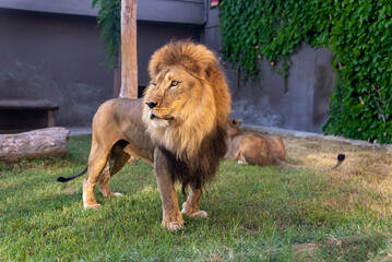 Naklejka premium African Lion