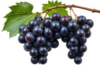 Fototapeta premium A Shiny Black Grapes Isolated on White Background